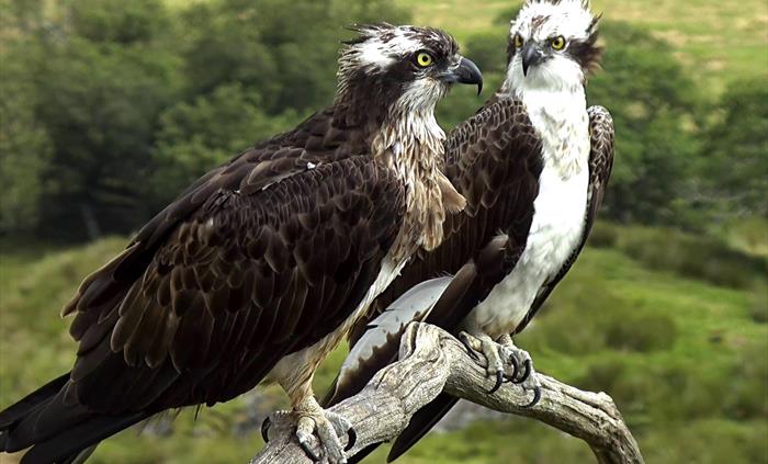 Glaslyn Ospreys